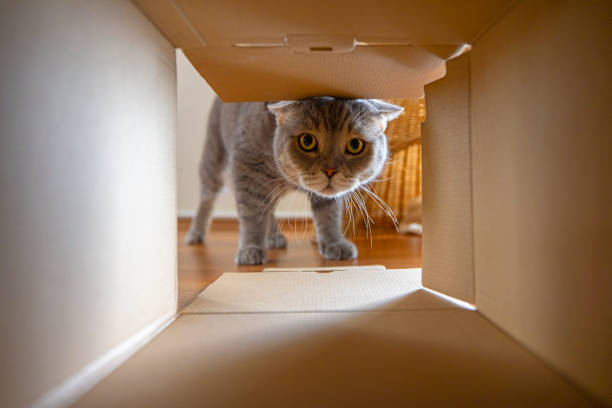 Curious cat is looking at what's inside the cardboard box stock photo