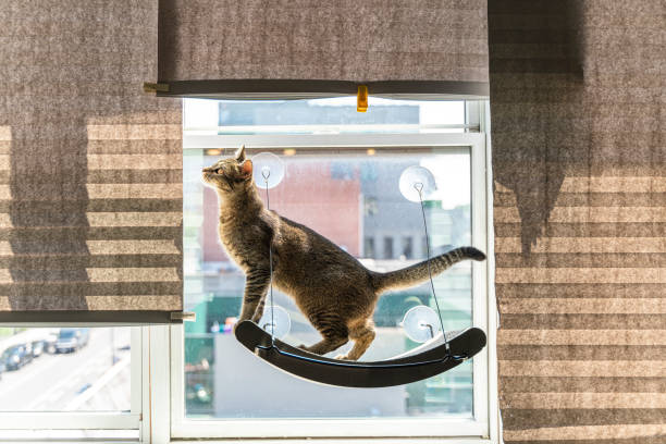 Curious cat is playing on a cat window perch. stock photo