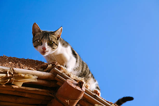 Curious Cat on the Roof stock photo