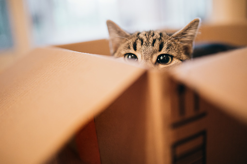 A young cat enjoys spending time playing in and with a cardboard box.