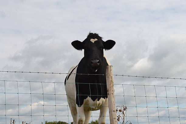 Curious Cow stock photo