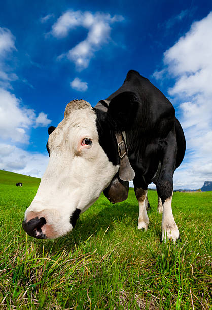 Curious Cow with Many Questions stock photo