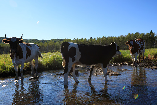 Curious cows looking at camera while walking through the small river