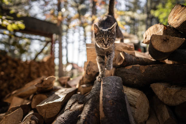 Curious cute cat standing on stacked logs and looking at camera stock photo