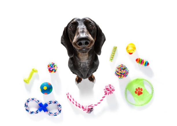 curious dog looks up with toys ready to play curious sausage dachshund  dog looking up to owner waiting or sitting patient to play or go for a walk,  isolated on white background, with a lot of pet toys indulgence stock pictures, royalty-free photos & images