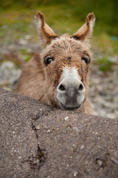 Curious Donkey stock photo