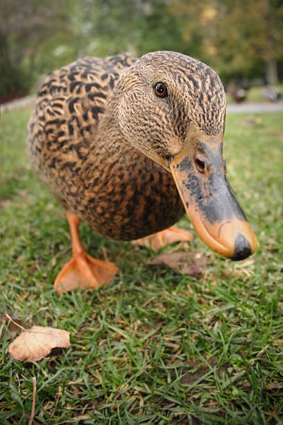 curious duck looking at camera stock photo