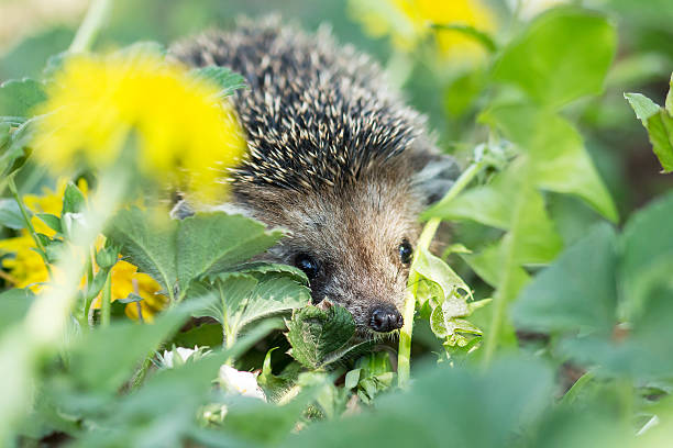 Curious hedgehog in the grass stock photo