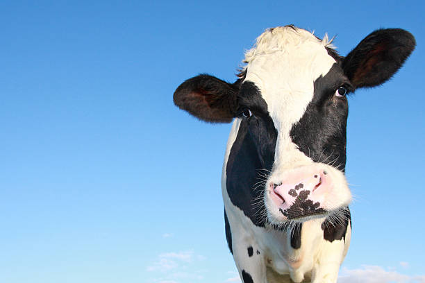 curious holstein cow single holstein cow close-up, against a blue sky dairy cattle stock pictures, royalty-free photos & images