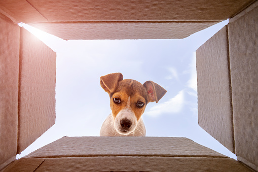 Curious jack Russel Terrier dog is looking at what's inside the cardboard box