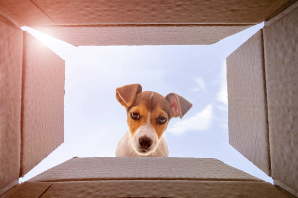 Curious jack Russel Terrier dog is looking at what's inside the cardboard box stock photo