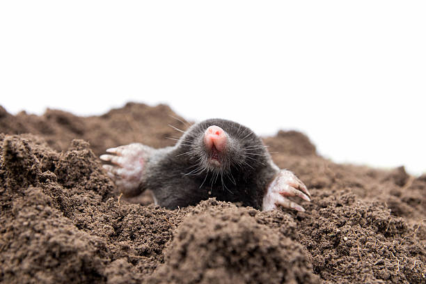 curious mole stock photo