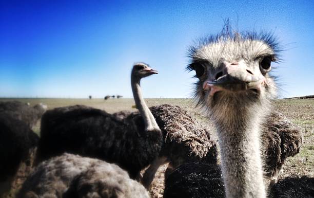 Curious Ostrich stare stock photo