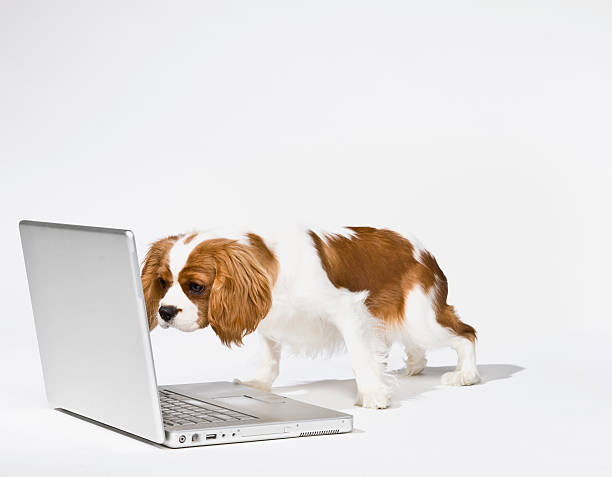 Curious puppy dog peering at laptop stock photo