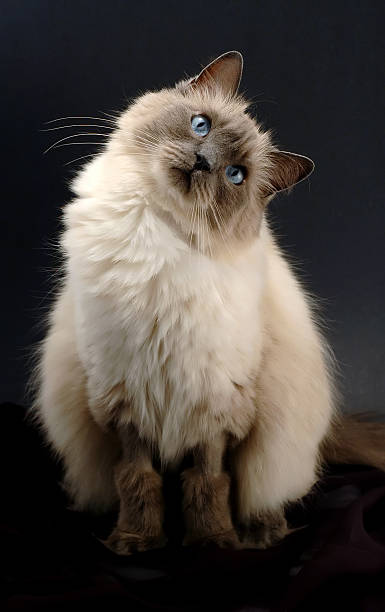 Ragdoll Cat Stock Photos, Pictures & Royalty-Free Images - iStock