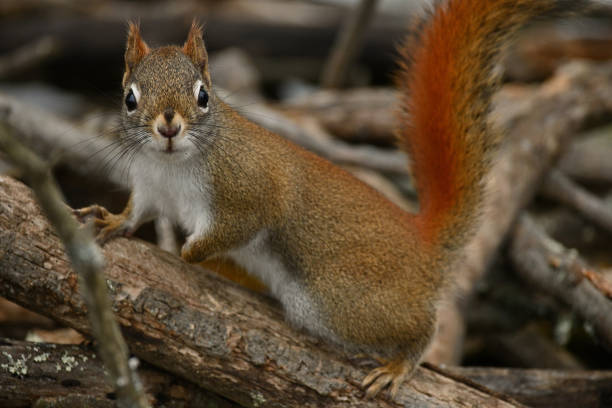 Curious red squirrel stock photo