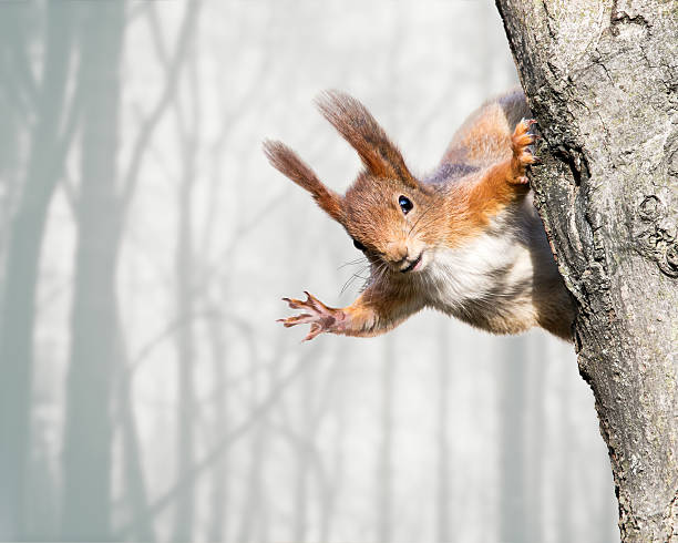 curious red squirrel siting on tree stock photo