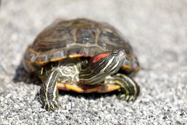 curious red-eared slider turtle on gravel - tartaruga selvagem imagens e fotografias de stock