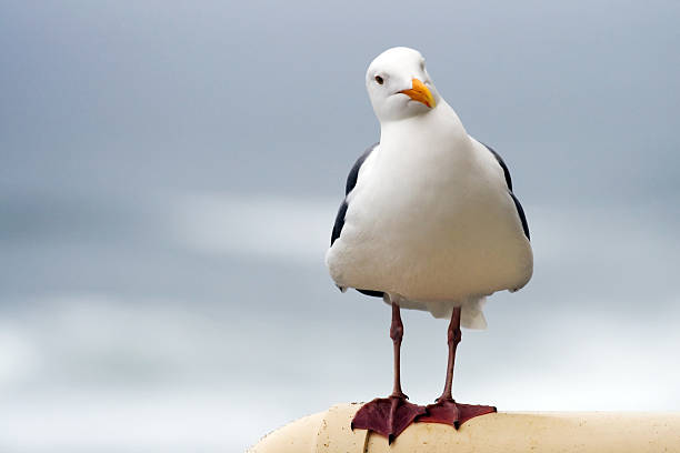 Curious Seagull stock photo