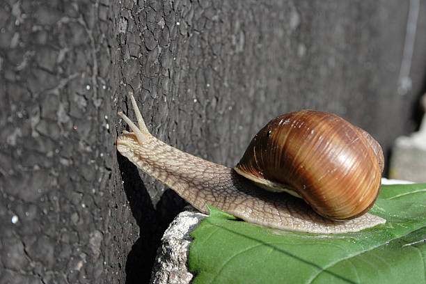 Curious Snail: checking out stock photo