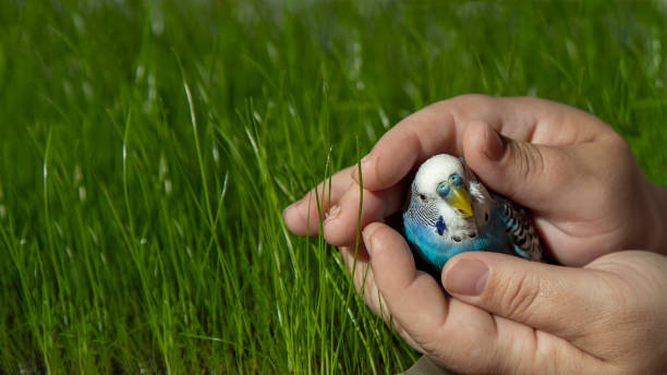 A curious wavy parrot in the palms of the person on the background of green grass. stock photo
