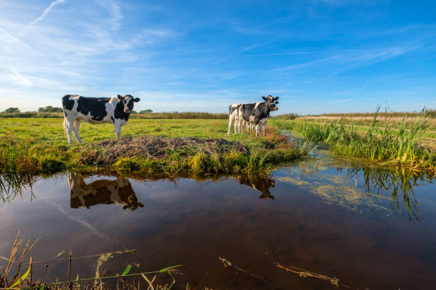 Curious young cows in a polder landscape along a ditch, near Rotterdam, the Netherlands stock photo