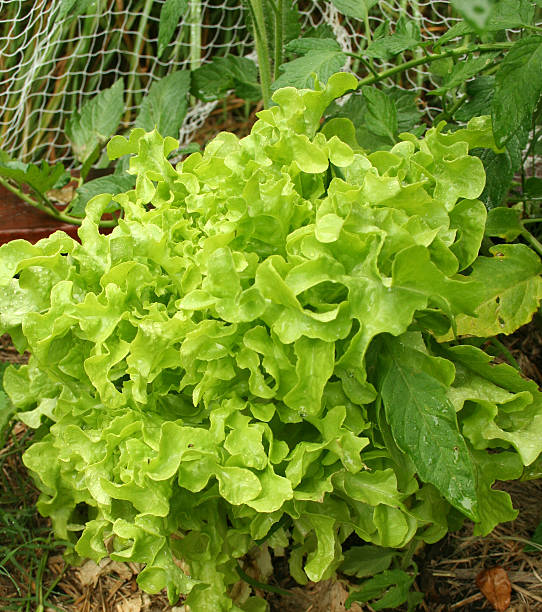 Curly lettuce stock photo