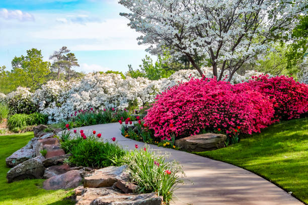 Curved path through banks of Azeleas and under dogwood trees with tulips under a blue sky - Beauty in nature Curved path through banks of Azeleas and under dogwood trees with tulips under a blue sky - Beauty in nature flowerbed stock pictures, royalty-free photos & images