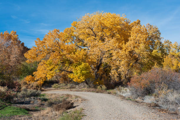Curving dirt road with autumn cottonwood tree stock photo