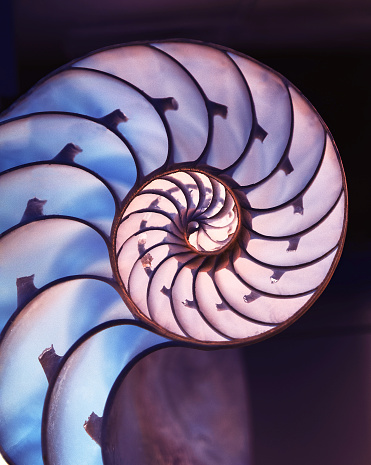 Cut away of Nautilus shell on a dark magic  background