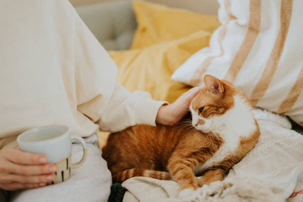 Cut cat resting in sofa with his owner comfy home stock photo