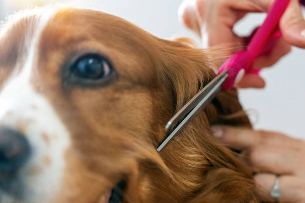 Cut dog pet being groomed at home stock photo