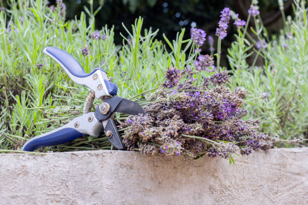 Cut dry lavender inflorescences and a garden pruner stock photo