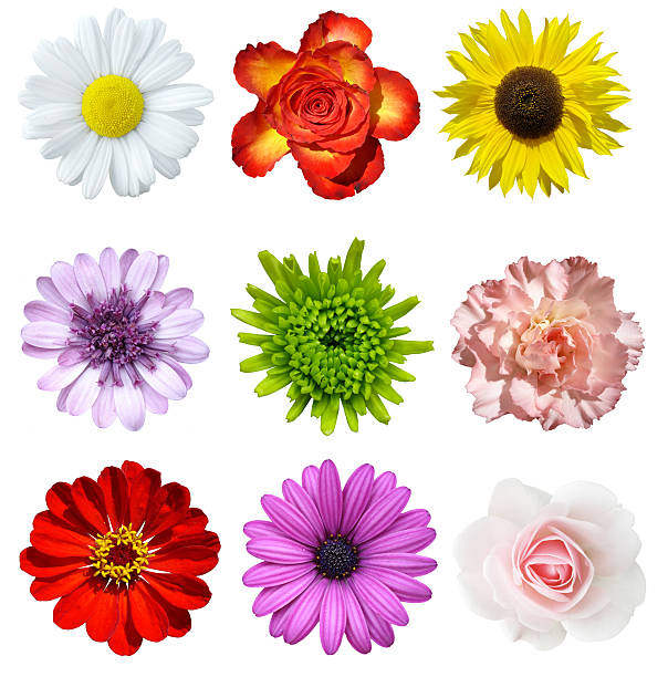 Cut out of different kinds of flowers stock photo