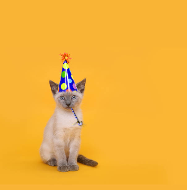 Cut Siamese Party Cat Wearing Birthday Hat Siamese Party Cat Wearing Birthday Hat happy birthday cat stock pictures, royalty-free photos & images