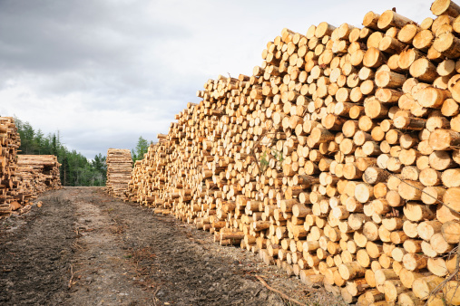 Cut Timber Stack