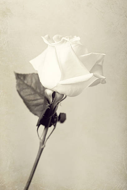 Cut white Rose stock photo