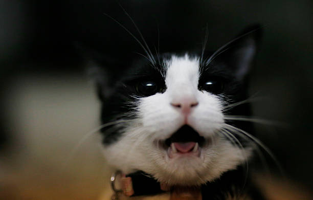 cute adorable black white kitten stock photo
