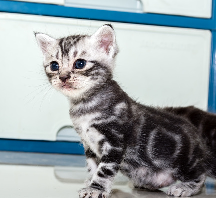 Cute American Shorthair Cat Kitten With Copy Space Stock Photo
