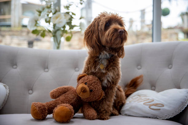 Cute and Content A fluffy cockapoo sitting on a sofa in a house with a teddy bear and cushion next to it. The dog is looking away from the camera. cockapoo stock pictures, royalty-free photos & images