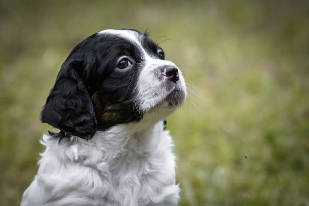 cute and curious black and white baby brittany spaniel dog puppy portrait, playing and exploring stock photo