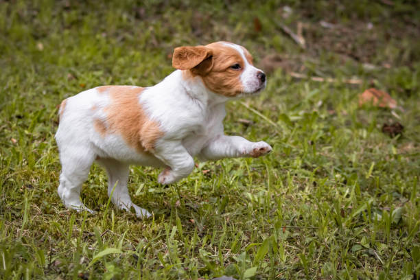 cute and curious brown and white brittany spaniel baby dog, puppy running stock photo