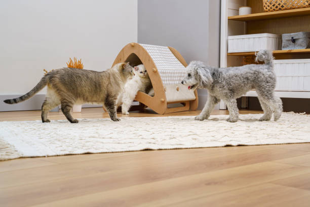 Cute and fluffy Scottish fold kitten and Siamese cat playing with  poodle dog at home stock photo
