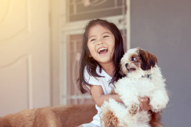 Cute asian little girl with her Shih Tzu dog in vintage color tone Cute asian little girl with her Shih Tzu dog in vintage color tone cute thai girl stock pictures, royalty-free photos & images