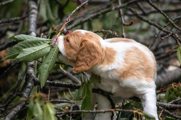 cute baby brittany spaniel dog with branch and leaves in his mouth, chewing stock photo