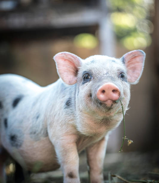 Cute baby piglet stock photo