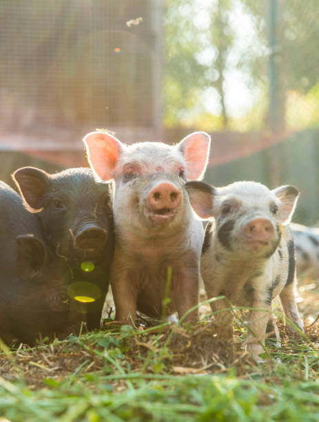 Cute baby piglets stock photo