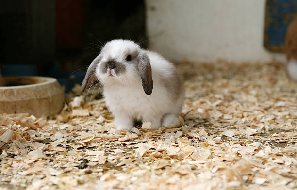 cute baby rabbit - dwarf rabbit bildbanksfoton och bilder