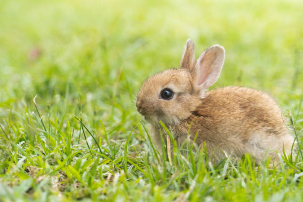 en söt baby kanin sprang och bita i gräset på gården. kaniner är små djur som människor är populära att ta med som husdjur. - dwarf rabbit bildbanksfoton och bilder