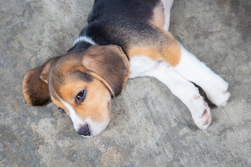 床に寝ているかわいいビーグル子犬犬 イヌ科のストックフォトや画像を多数ご用意 Istock